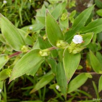 Cyanotis villosa (Spreng.) Schult. & Schult.f.